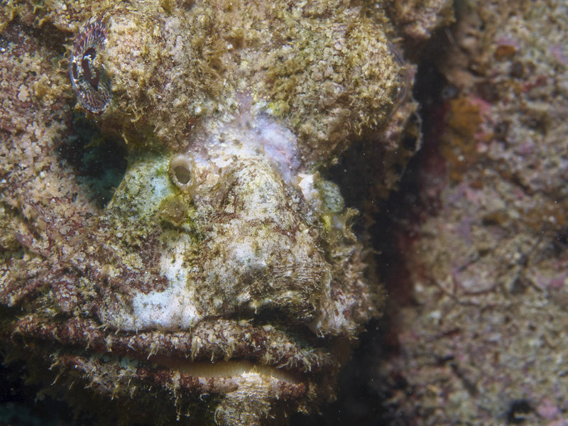 Scorpion Fish, Alma Jane
